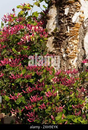 Honey Suckle Flowers and Turkey Tail Fungi growing on a Silver Birch tree trunk Stock Photo