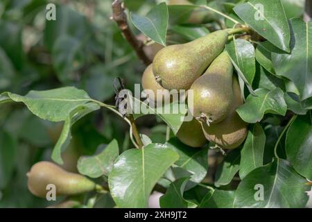 Young pears taken on their tree on a sunny summer day with green blurred background Stock Photo