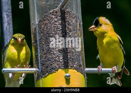 Male and female American goldfinches perched on a backyard tube feeder filled with black sunflower seeds, yellow plumage against green background. Stock Photo