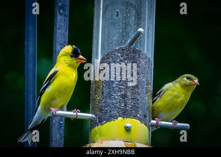 Male and female American goldfinches perched on a backyard tube feeder filled with black sunflower seeds, yellow plumage against green background. Stock Photo