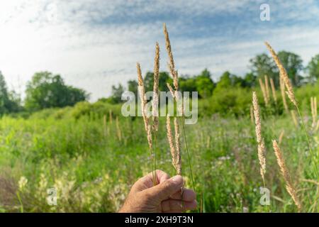 Thin ripe blades of grass in a hand against the sky Stock Photo