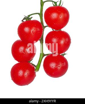 A branch of five ripe red tomatoes. Cherry tomatoes isolate on white. Stock Photo