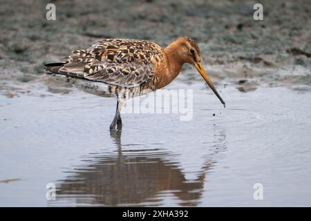 Black-tailed Godwit, Limosa limosa, Wading and Feeding, Gloucestershire, UK Stock Photo