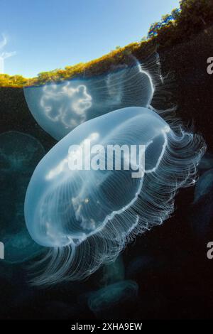 Moon Jellyfish, Aurelia aurita, Raja Ampat, West Papua, Indonesia, Pacific Ocean Stock Photo