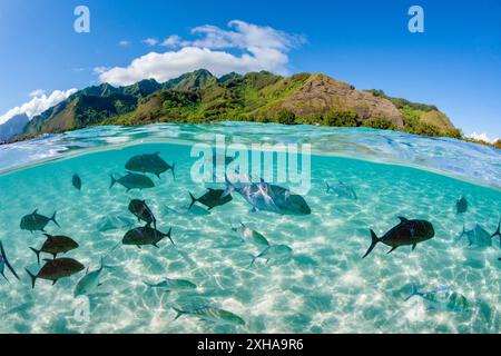 Bluefin Trevally schooling in Lagoon, Caranx melampygus, Moorea, French Polynesia Stock Photo