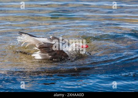 dolphin gull, Leucophaeus scoresbii, adult, bathing in shallow water at New Island Nature Reserve, Falkland Islands, South Atlantic Ocean Stock Photo