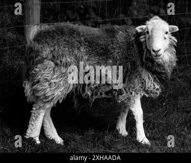 A black and white photo of a Herdwick Ewe taken in the Lake District, Cumbria/ Stock Photo