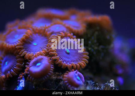 Zoanthids are one of the most colorful polyps in coral reef aquarium ...