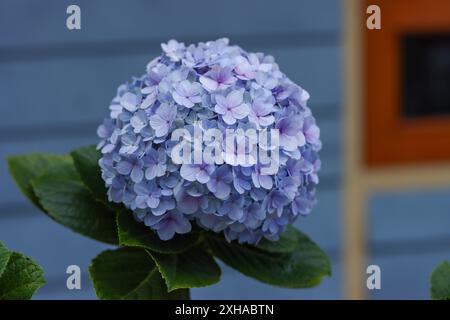 hydrangea flowers, beautiful blue, white, purple flowers. Stock Photo
