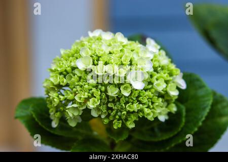 Green hydrangea blooming, beautiful summer time Stock Photo