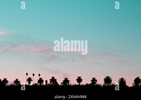 Row of different types of palm trees silhouetted against blue and pink sunset sky with copy space Stock Photo