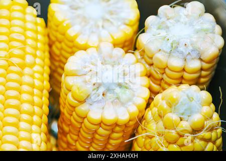 Fresh corn in a pan, ready to be boiled. Close up of several yellow corn cobs with the top of one of them showing the inside Stock Photo