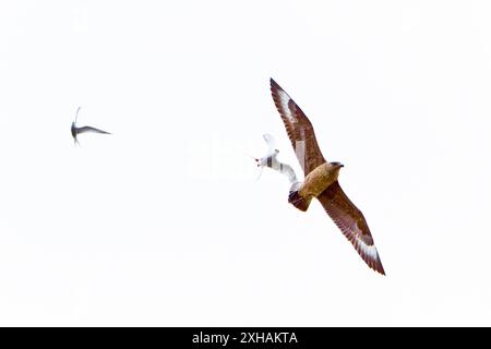 great skua, Stercorarius skua, being dive-bombed by defensive arctic terns, Sterna paradisaea, guarding their nest sites in the Svalbard Archipelago, Stock Photo