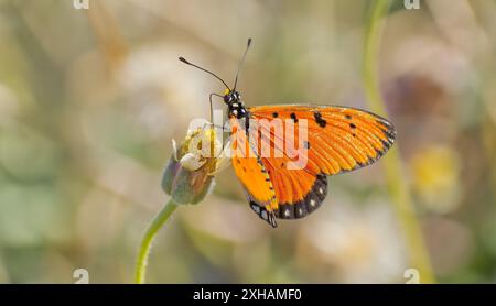 Tawny Coster (Acraea terpsicore) butterfly perched on dead flower head in sun in grassland bokeh background, Queensland, Australia Stock Photo