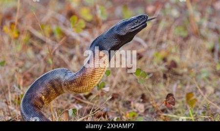 A Black-headed python (Aspidites melanocephalus) rearing coiling up to strike with tongue out in grassland, Georgetown Queensland, Australia Stock Photo