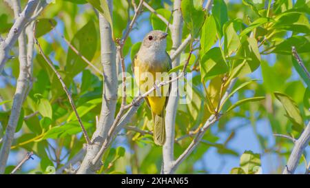 A female Mangrove golden whistler (Pachycephala melanura) bird perched in leafy mangrove growth in sun, Burketown, Queensland, Australia Stock Photo