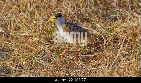 A juvenile immature Masked lapwing (Vanellus miles) plover chick alone in grassland in sun, Queensland, Australia Stock Photo