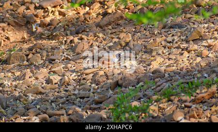 Pictorella mannikin munia finch (Heteromunia pectoralis) feeding in rocky stone pebble river bank in dappled sun in Queensland, Australia Stock Photo