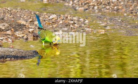 Budgerigar (Melopsittacus undulatus) reflected in a small shallow pool of water as it drinks on a sunny day at Mount Isa, Queensland, Australia Stock Photo