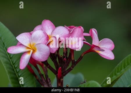 Full frame abstract macro view of a blooming plumeria (frangipani) inflorescence flower blossoms with defocused background Stock Photo