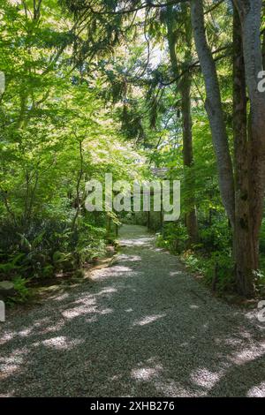 A stroll through Samurai Street in Kakunodate: Embracing the vibrant history and serene beauty of a bright, sunny spring day amidst cherry blossoms an Stock Photo