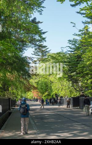 A stroll through Samurai Street in Kakunodate: Embracing the vibrant history and serene beauty of a bright, sunny spring day amidst cherry blossoms an Stock Photo