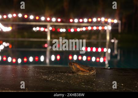 A frog in the background of a swimming pool with colorful lights at night Stock Photo