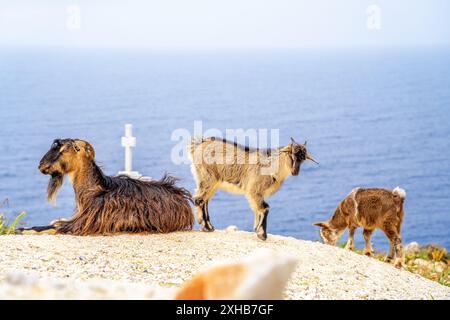 Goats, Seitan Limania Beach, Island Crete, Greece Stock Photo
