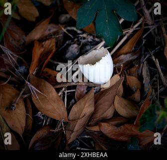 A discarded or fallen egg shell possibly Wood Pigeon amongst the fallen leaves. North Norfolk hedgerow bottom, UK Stock Photo