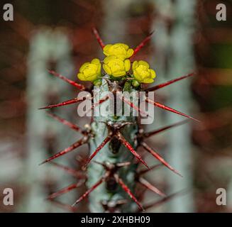 Yellow flowers of a thorny south African plant of arid regions in the spurge family. Euphorbia aeruginosa Stock Photo