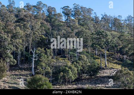 A woodland of tall white trees of the Eucalyptus tereticornis commonly known as forest Red Gum, blue gum or red irongum.   It is a native tree to Tasm Stock Photo