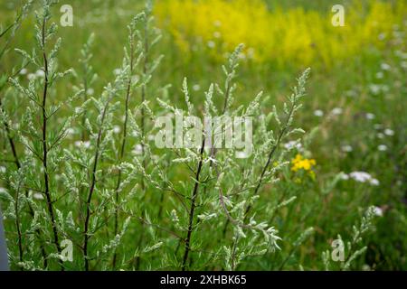 detail of minimalist mugwort plant (artemisia vulgaris) Stock Photo