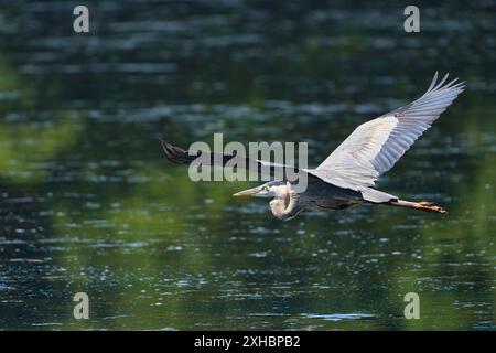 A great blue heron in flight over a reflective water surface on a sunny day in Dover, Tennessee Stock Photo