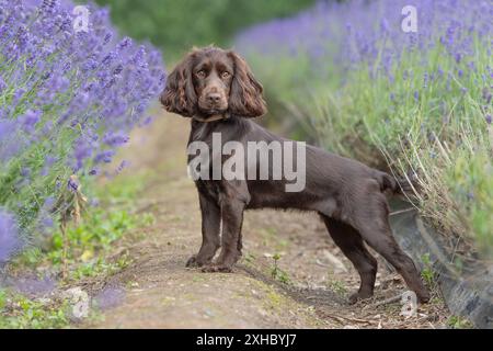 chocolate working cocker spaniel in lavender flowers Stock Photo
