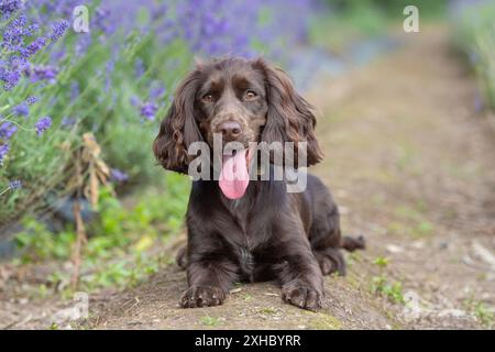 chocolate working cocker spaniel in lavender flowers Stock Photo