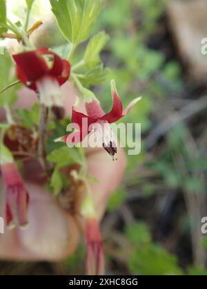 Sierra Gooseberry (Ribes roezlii) Point Mariah Stock Photo - Alamy