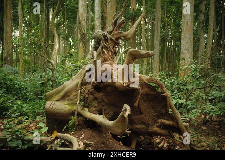 A large tree fallen in the forest with its roots uprooted from the ground Stock Photo