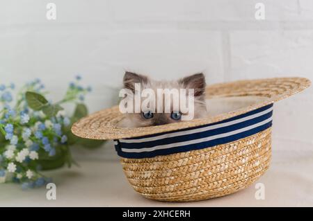 A blue-eyed beautiful point color kitten peeks out of a summer straw hat Stock Photo