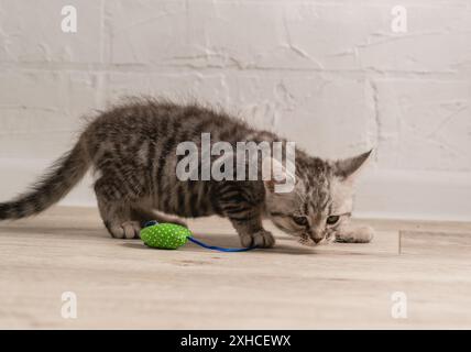 A small striped gray kitten is playing on the floor with a green mouse toy made of fabric Stock Photo