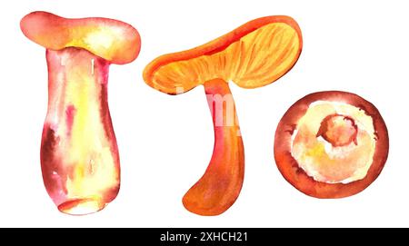 A set of autumn watercolor mushrooms, isolated on a white background, boletus, chanterelle, and portobello Stock Photo