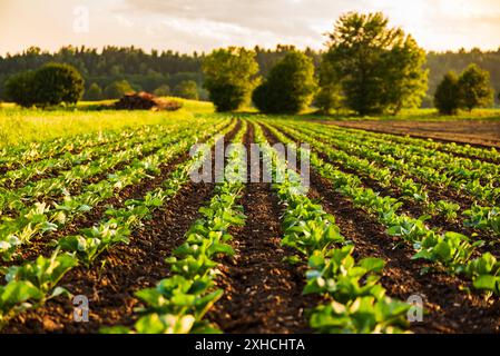 Young cabbage sprouts on the field in rows. Sunset light on the plants Stock Photo