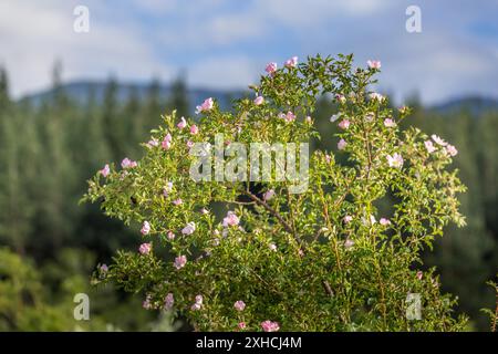 Blooming rosehip bush with pink flowers in a field in spring Stock Photo