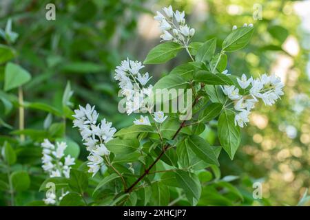 Flowering deutzia (Deutzia) in the garden, close-up Stock Photo