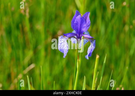 Iris sibirica, commonly known as Siberian iris or Siberian flag. Sibirische Schwertlilie (Iris sibirica) Stock Photo