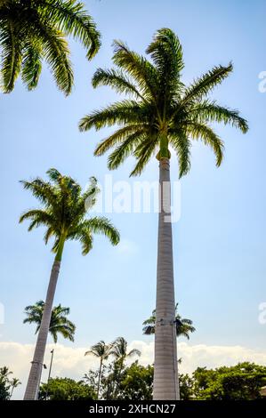 Beach Palms, Hawaii, USA Stock Photo