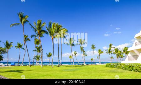 Beach Palms, Hawaii, USA Stock Photo