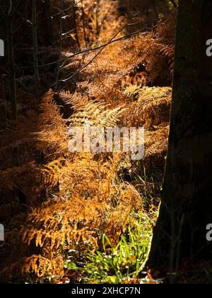 South Shropshire landscapes and woodland viewed from Burrow Hill, Hopesay, Clun Valley, Shropshire, UK Stock Photo