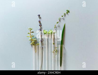 From above of assorted glass flasks and bottles arranged on table with fresh plants in modern laboratory Stock Photo