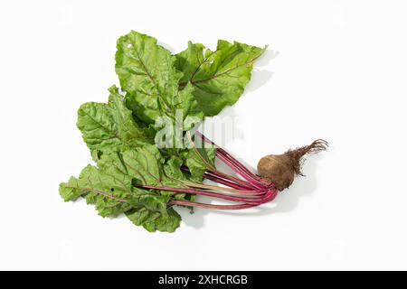 Red beet root with leaves isolated on white background. Beta vulgaris Stock Photo