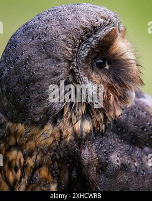 Black barn owl portrait Stock Photo